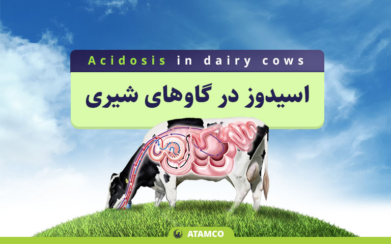 اسیدوز در گاوهای شیری